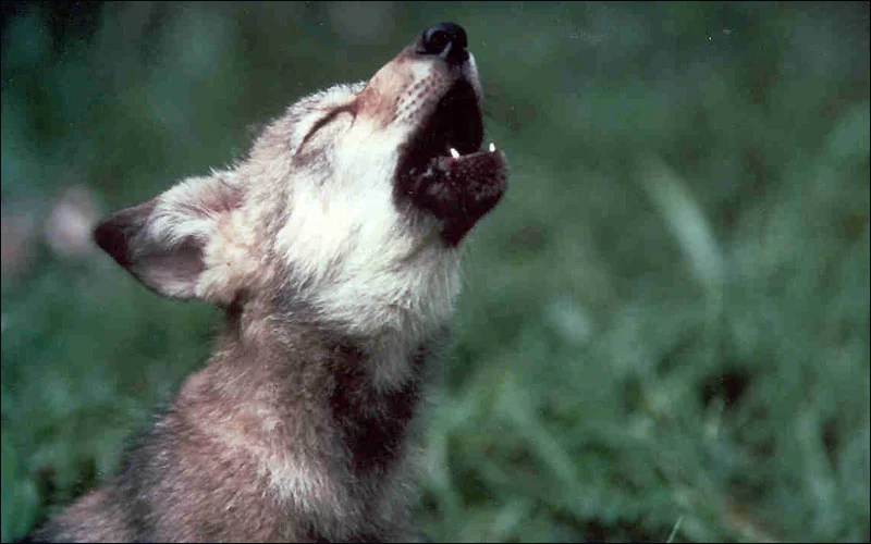 azgfd-wolf-pup-howling.webp