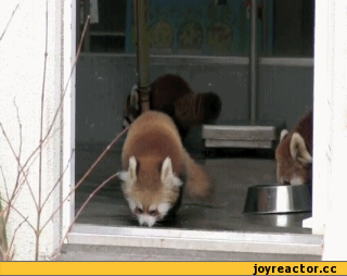%B0-Surprise-%D0%B3%D0%B8%D1%84%D0%BA%D0%B8-465396.gif