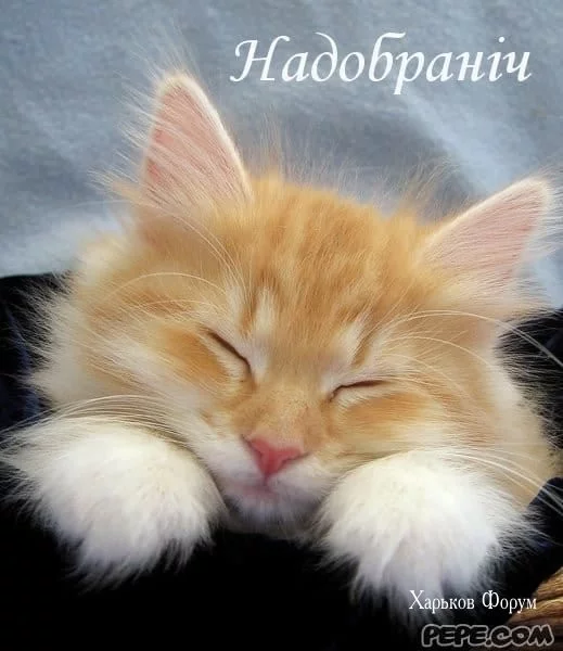 b03fc60b274cfda641bd.webp