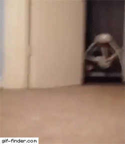 b0a494b40e0fca0582cd593dade2f21abf8e02d1.gif