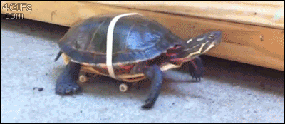 b0b2a4951554bc1d0acdb68.gif
