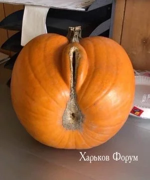 b17f7c2b8ce57868e2.webp