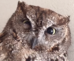 b1f65e9a46f1b0bedfbc.gif