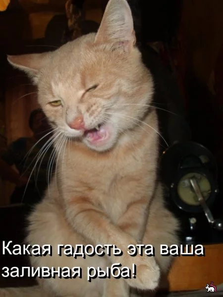 b1hcef.webp