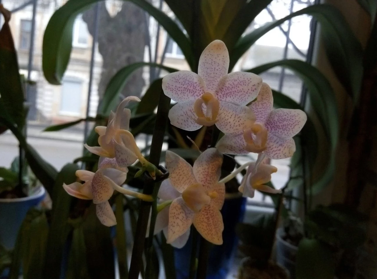 b1si203kuc8.webp