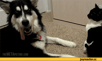 %B2%D0%BE%D0%BB%D1%8F%D0%B5%D1%88%D1%8C%21-1193346.gif