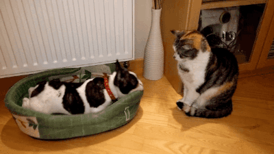 b33cf27a2bce23fd7310622fb00d6948.gif