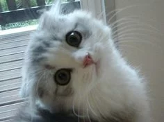 b33d3266b54acd2781fc2b849a8af8f1.webp