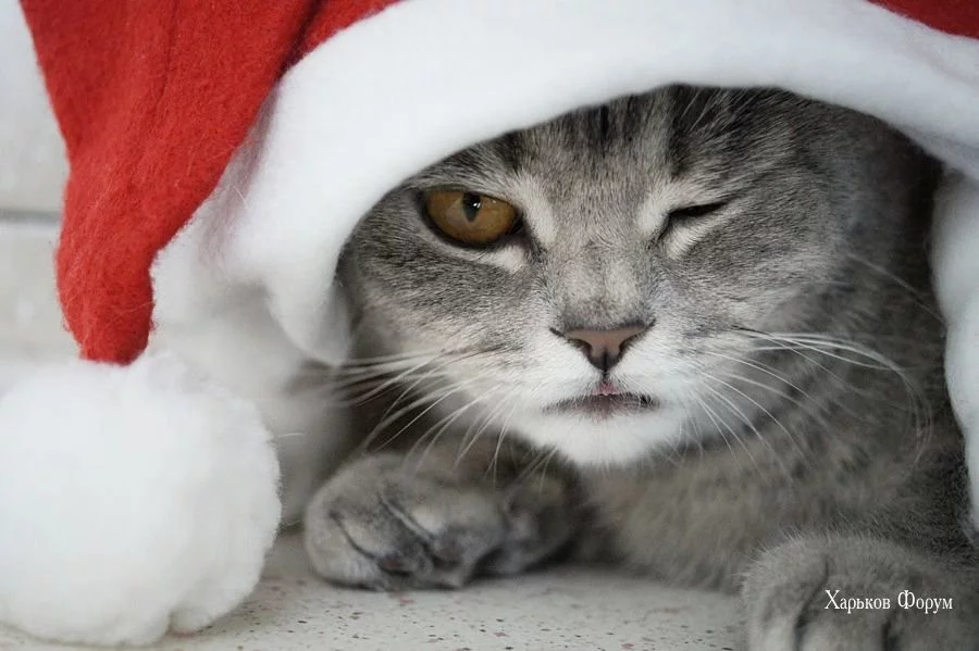 b340564412868c160416.webp