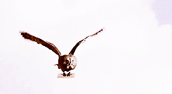 b38c4f85ce7ec08bf2dfbb6c65a13fa1.gif