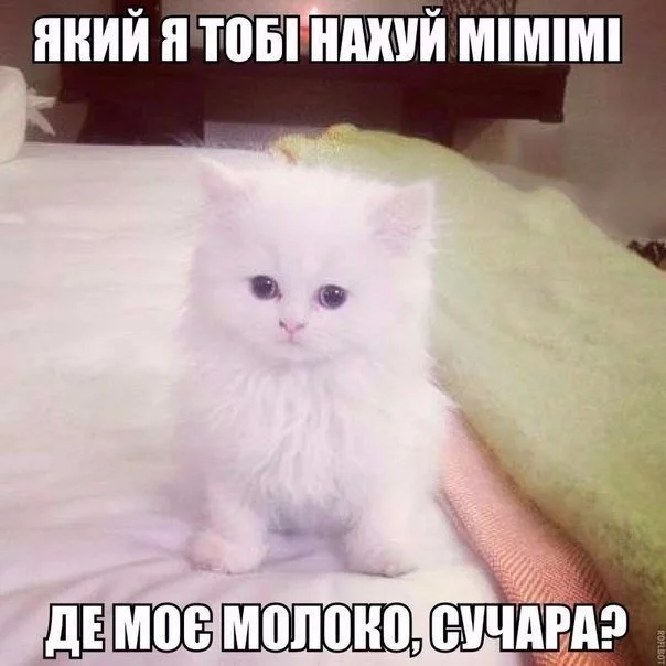 b3gheh.webp