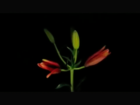 b46d639096f248d34bcdaa24138413b3.gif