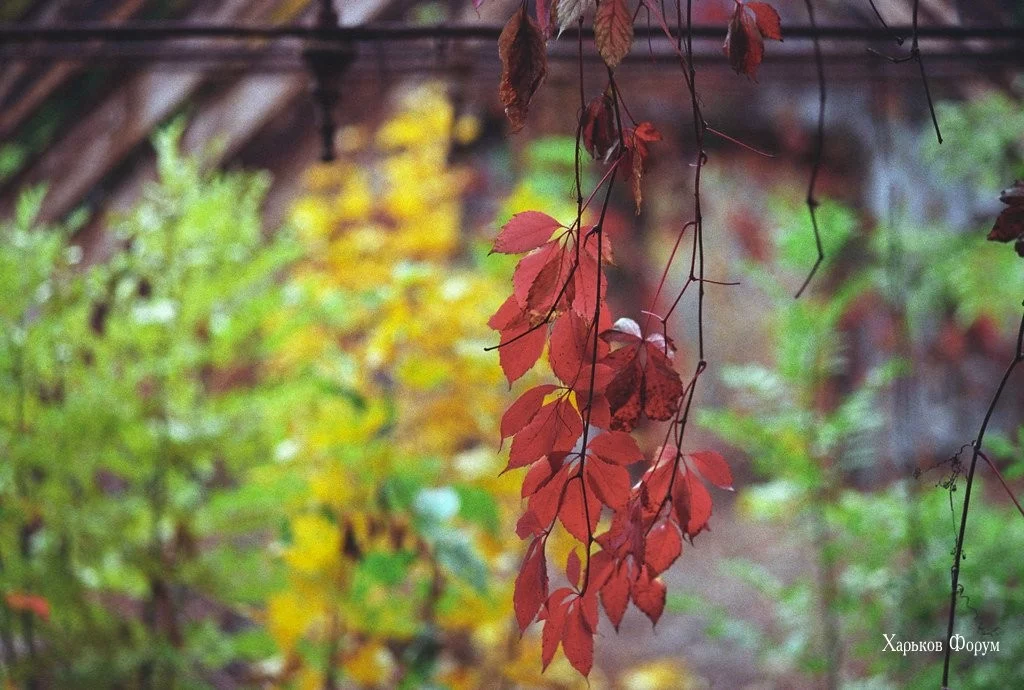 b4702198d252f985.webp
