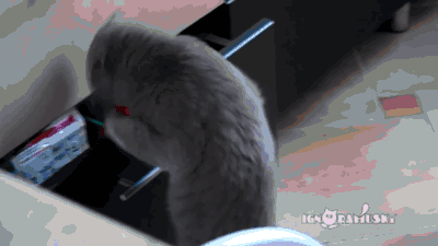 b479847a98bc684e311f13.gif