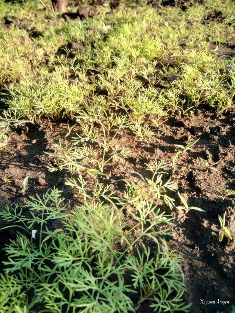 b4a095f40785da5cd.webp