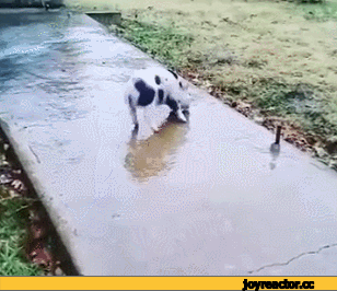 b4cdbg.gif
