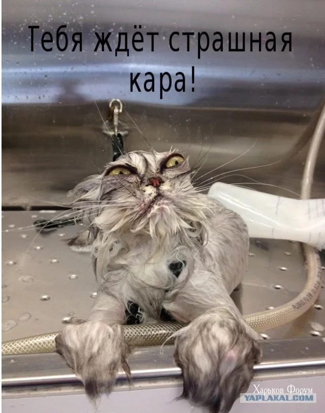 b52a87b142bd476427dd.webp