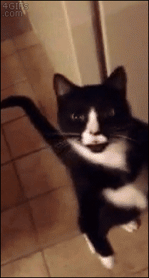 b5fd30c0ce0fba8c14250fcb159d4aad.gif