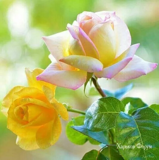 b6a4765b6f43b708a4524.webp