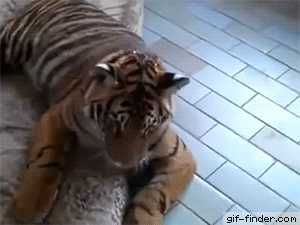 b6baef.gif