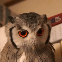 b6bf46d4808570c51.gif