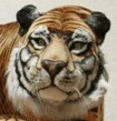 b6cagh.webp