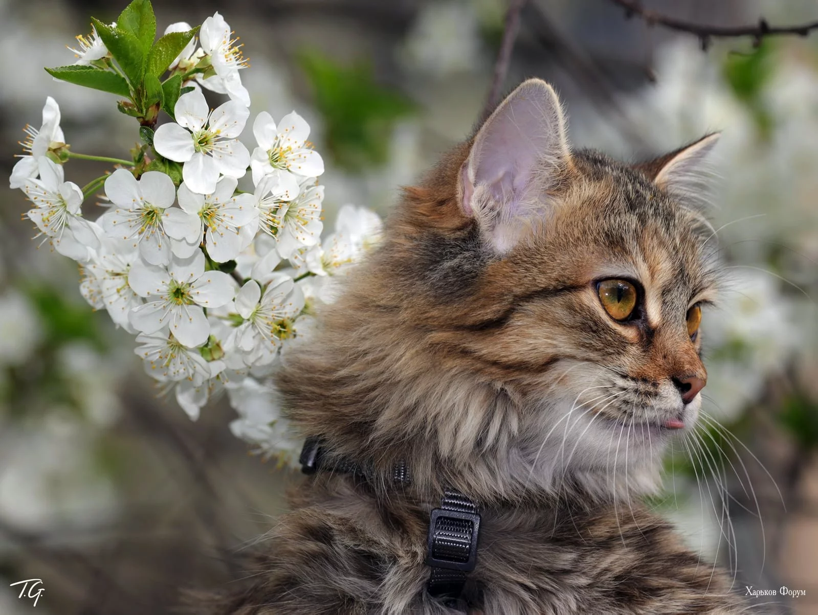 b6ce4c7221640bbf50bc.webp