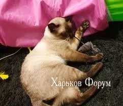 b6dcd258763b2cdd2f8a6d.webp