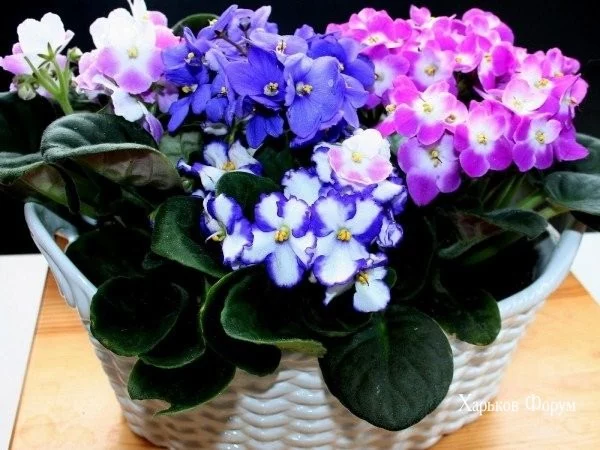 b7dd3f656d76ba9029.webp