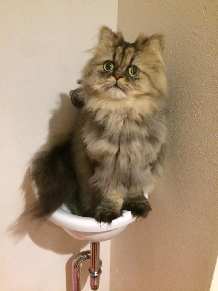 B7ORKBQCQAAz66H.webp B7ORKBQCQAAz66H.webp