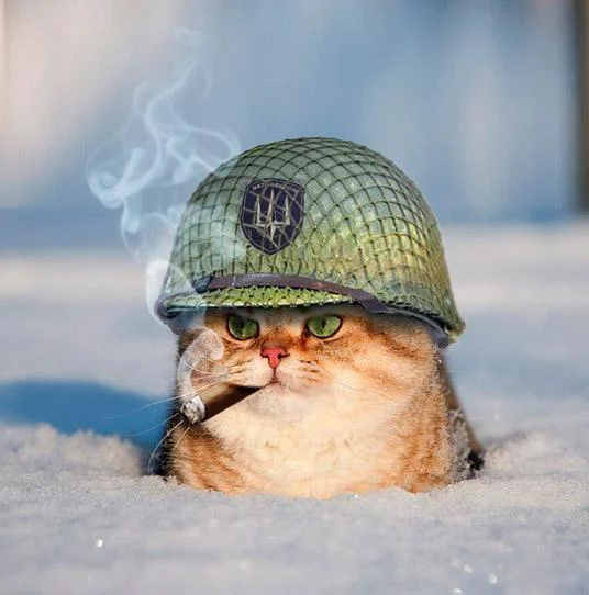 B8yVnhWCIAErzcG.webp