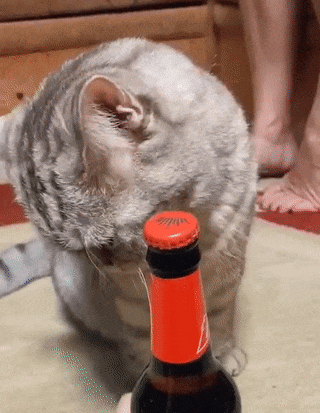 b97ea3952174647a552.gif