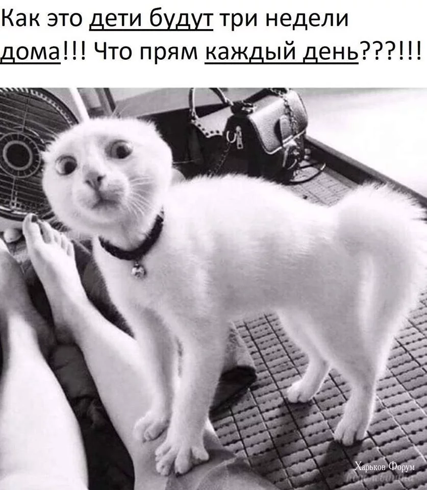 b98d0a381cb8764499ef.webp