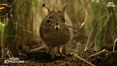 bab65c3142c3d39693dd.gif