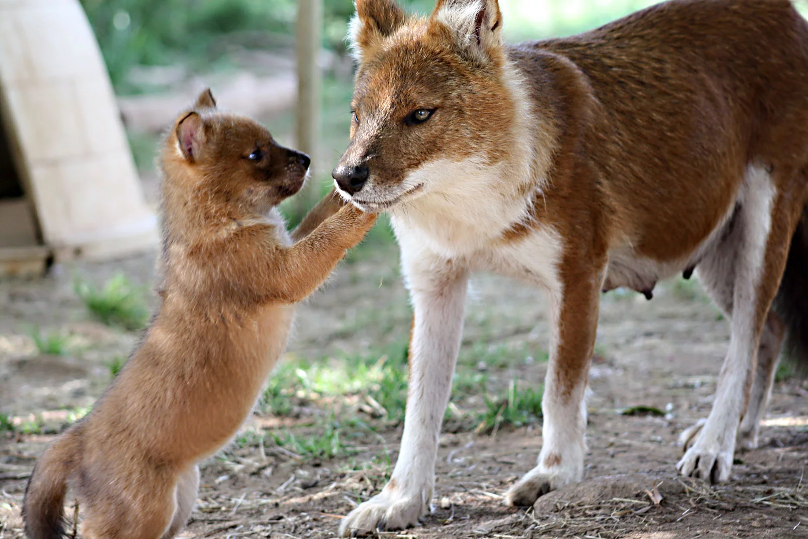 baby-dhole.webp