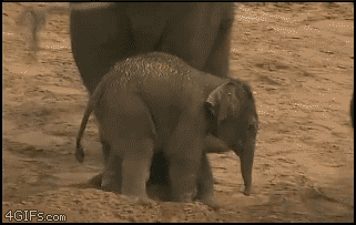 Baby_elephant_kicked.gif