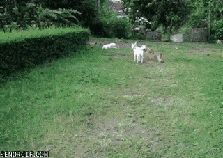 bac3a25cf097ba2e3d.gif