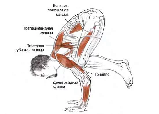 bakasana1.webp