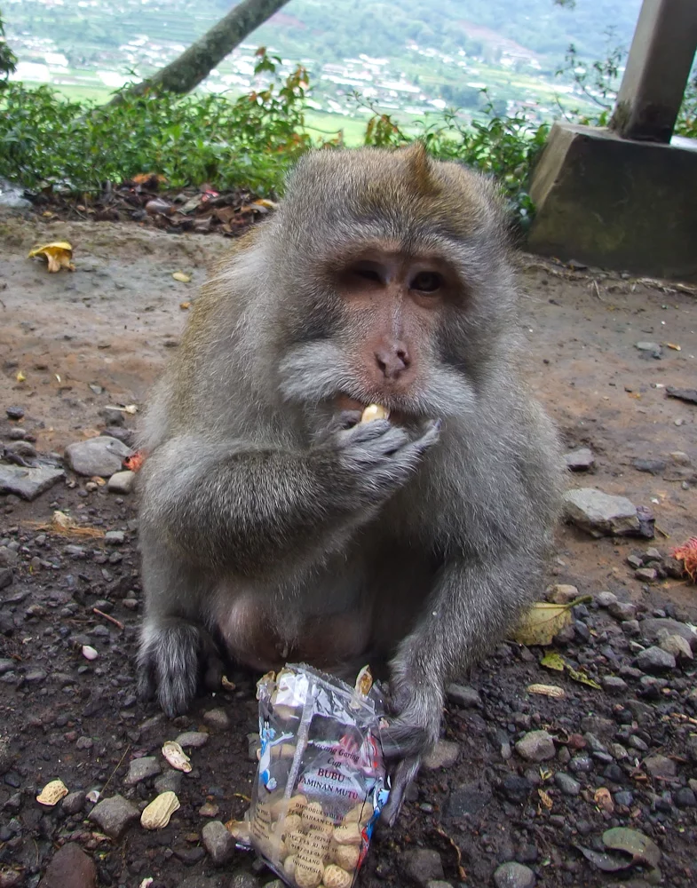 BaliMonkey.webp