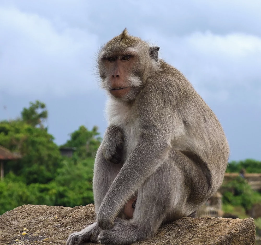 BaliMonkey1.webp