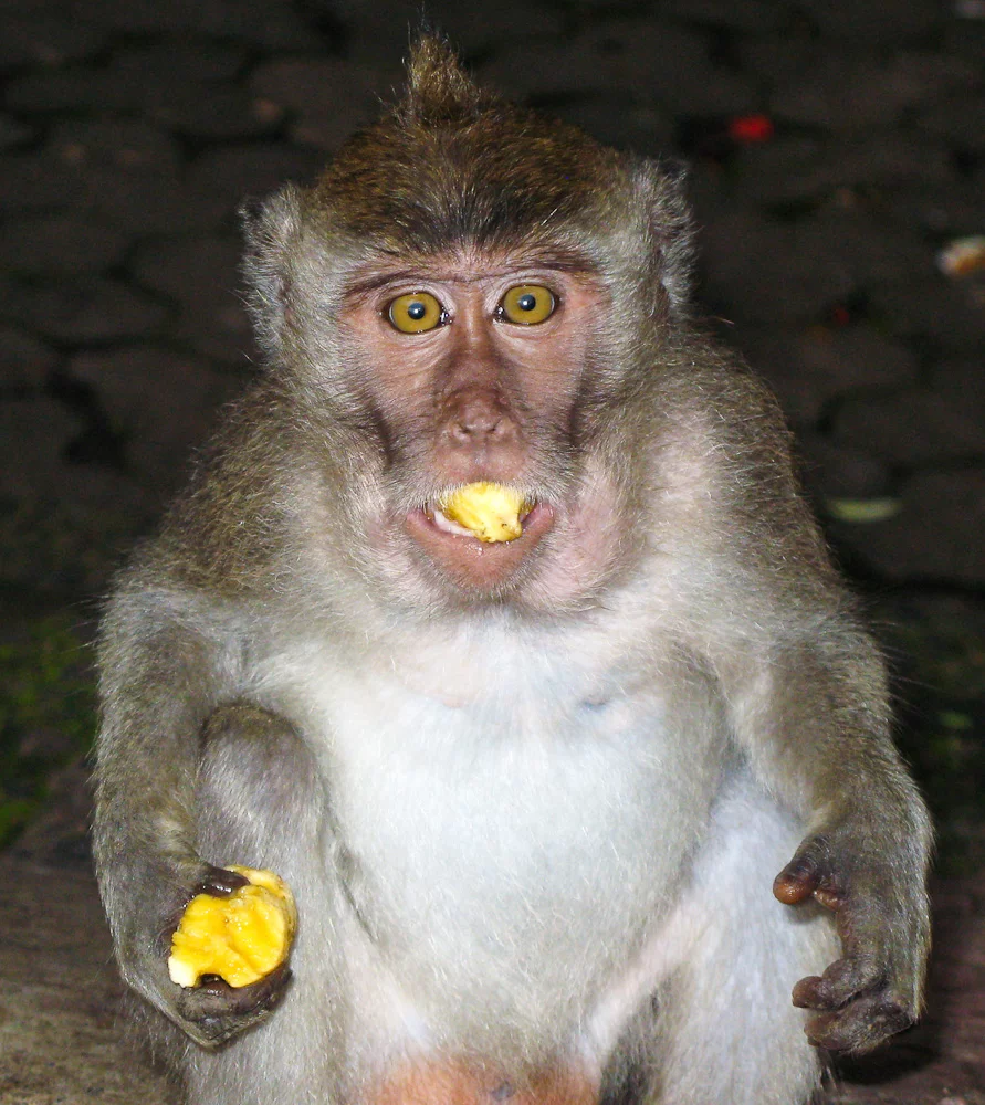 BaliMonkey2.webp