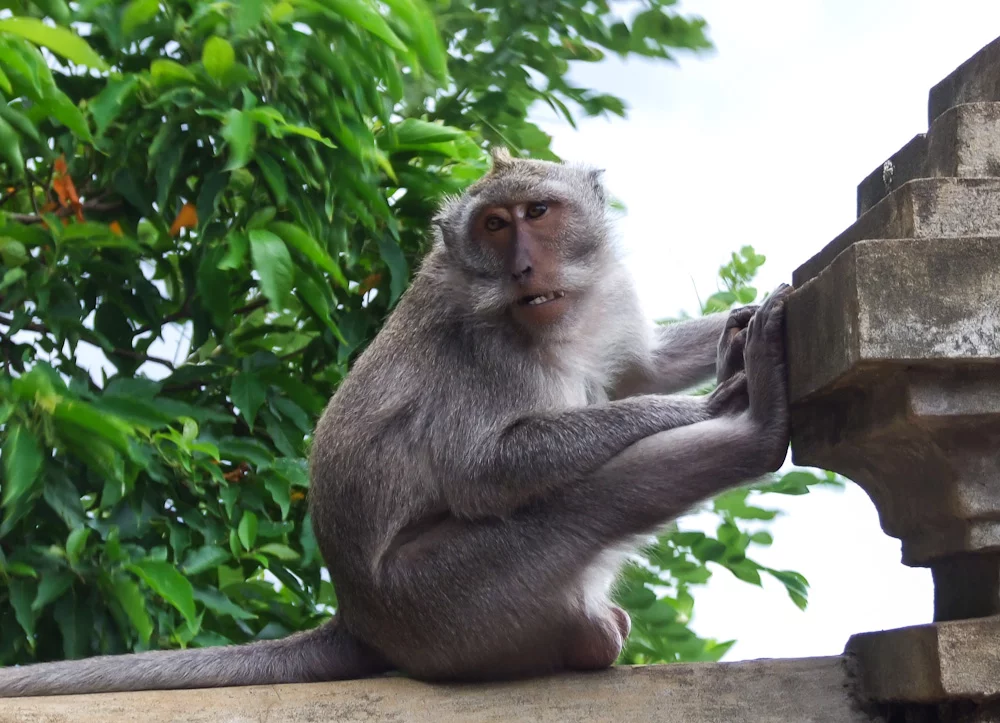 BaliMonkey3.webp