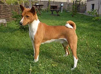 basenji_2.webp