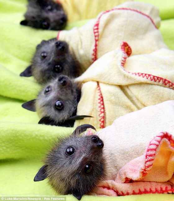 bat_3.jpg