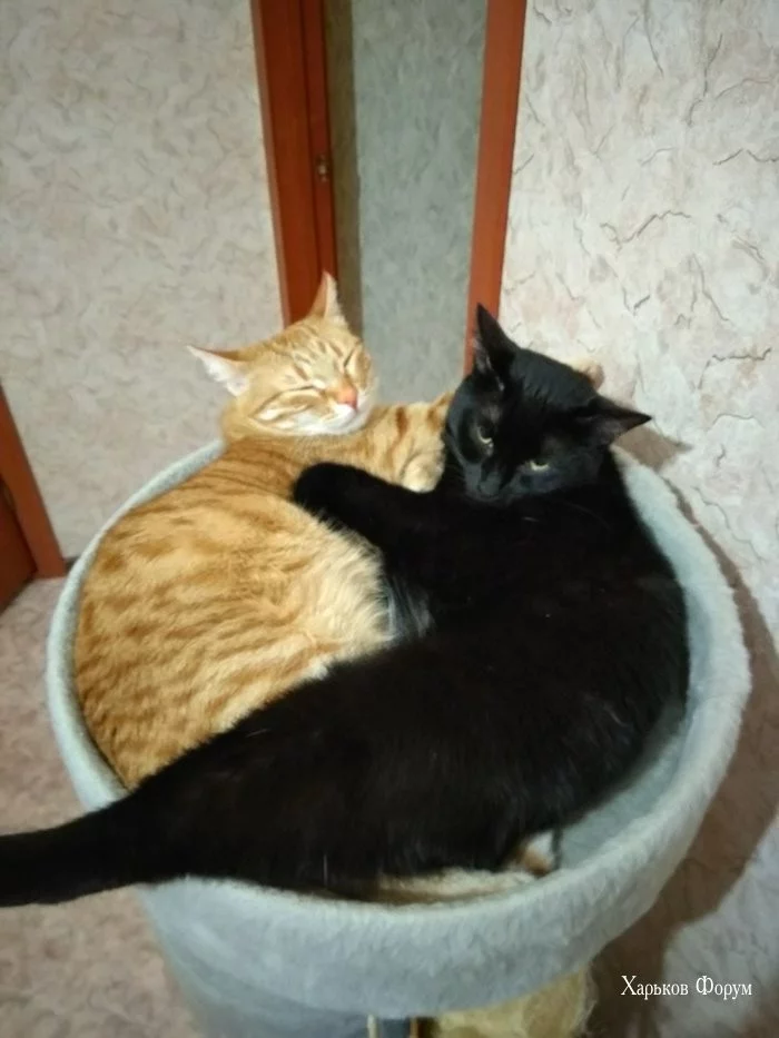 bb680676dec03e6c4.webp
