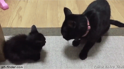 bb6f44dfd93c56f0.gif