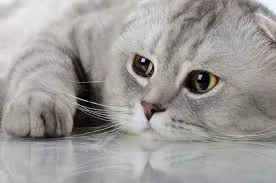 bbd2bg.webp
