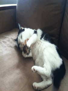 bbedh6.gif