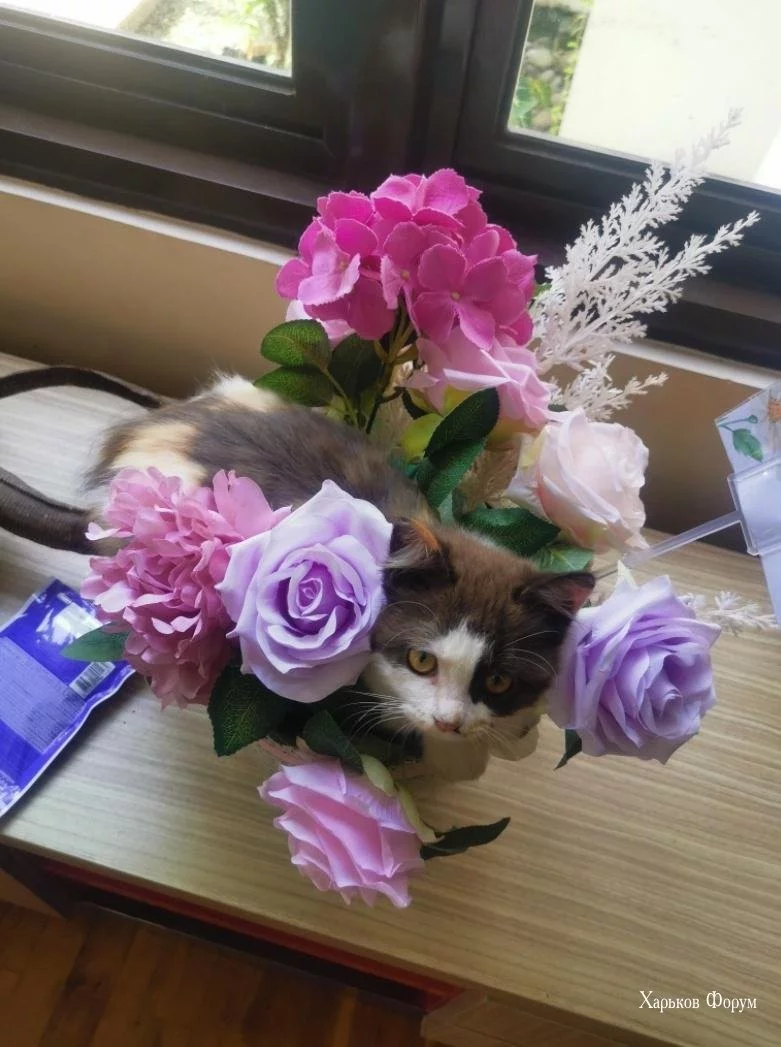 bc1a7269154c4ae1.webp