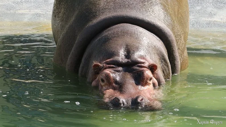 Бегемотиха